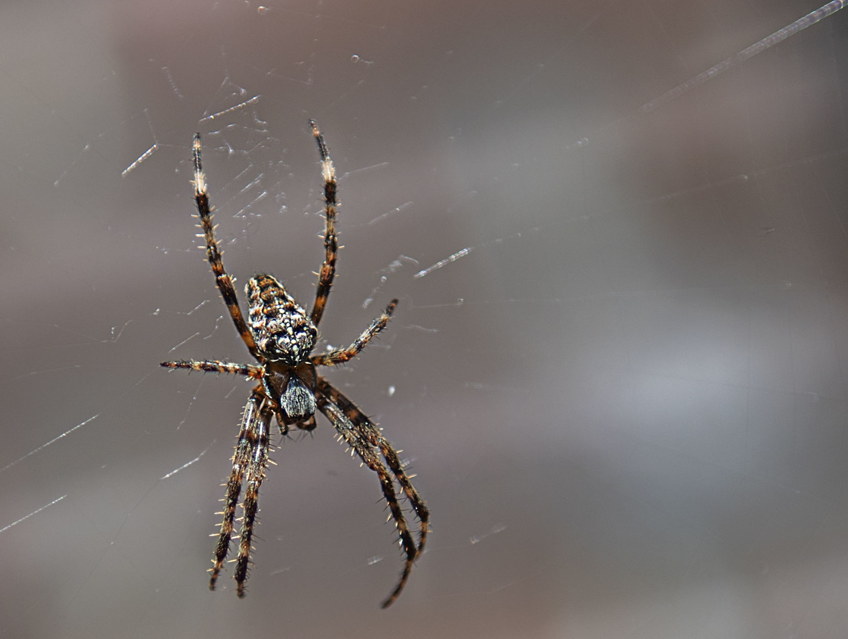 Cross Spider